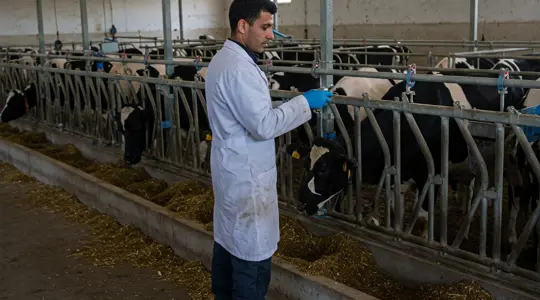 العمال المتخصصون في مزارع الانتاج الحيواني.jpg